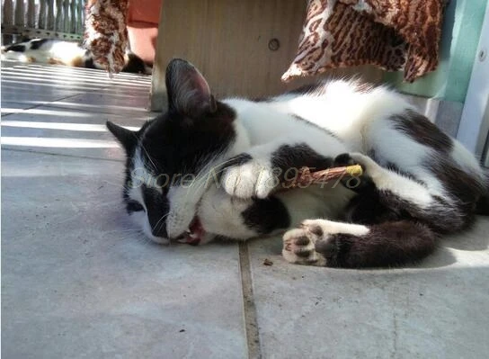 

2000set Cat clean teeth Pure natural catnip pet cat molar Toothpaste stick silvervine actinidia fruit Matatabi cat snacks sticks