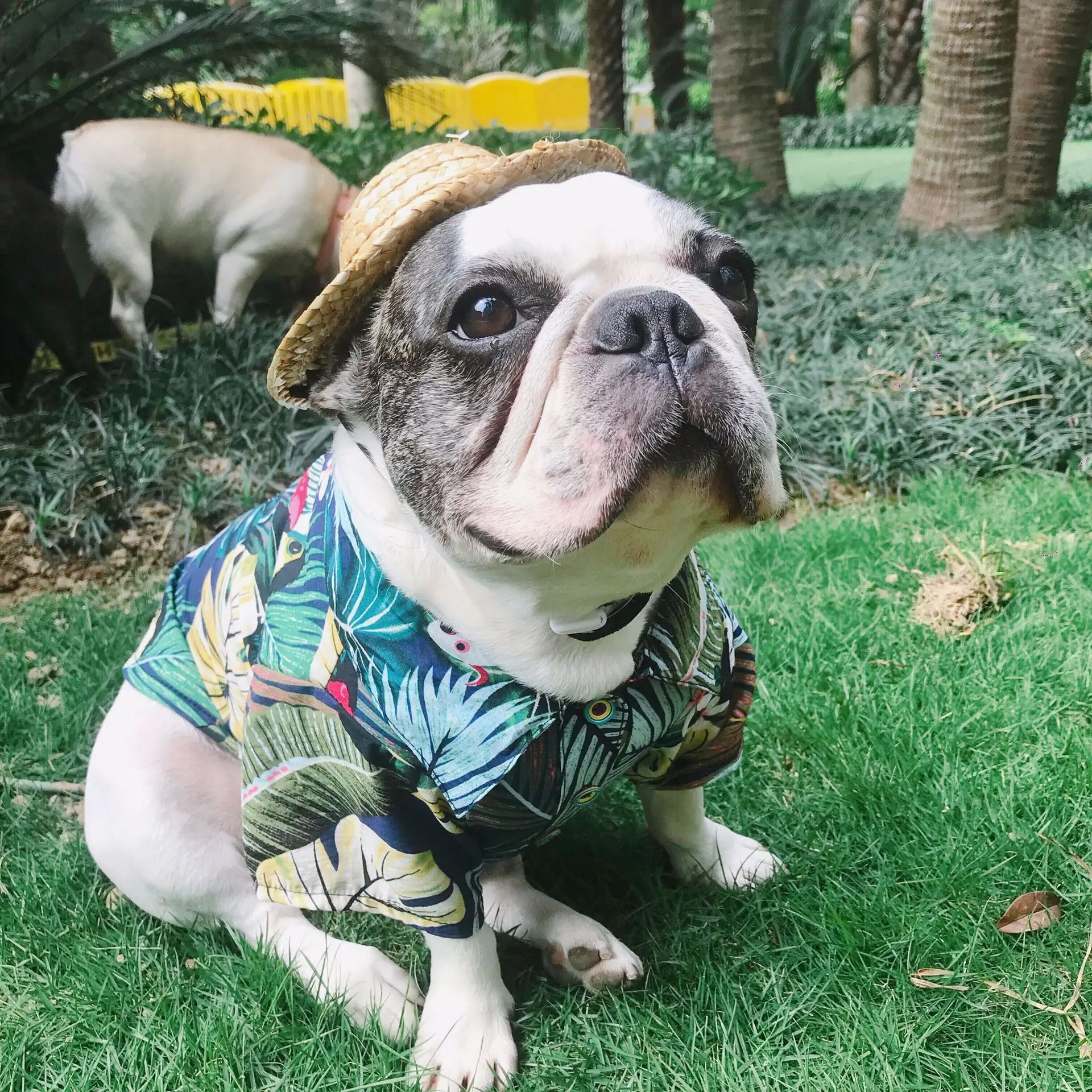 2018 Hot Spring Clothes for Dogs Summer Pet Dog Clothes Cool Breathable