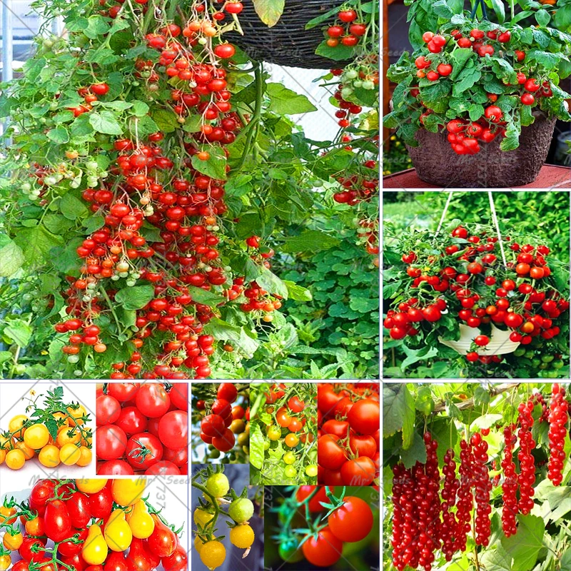

200pcs / bag Climbing Tomato bonsai Cherry Tomato Healthy plant Vegetable Tomato Tree Organic Food Bonsai Garden Plant