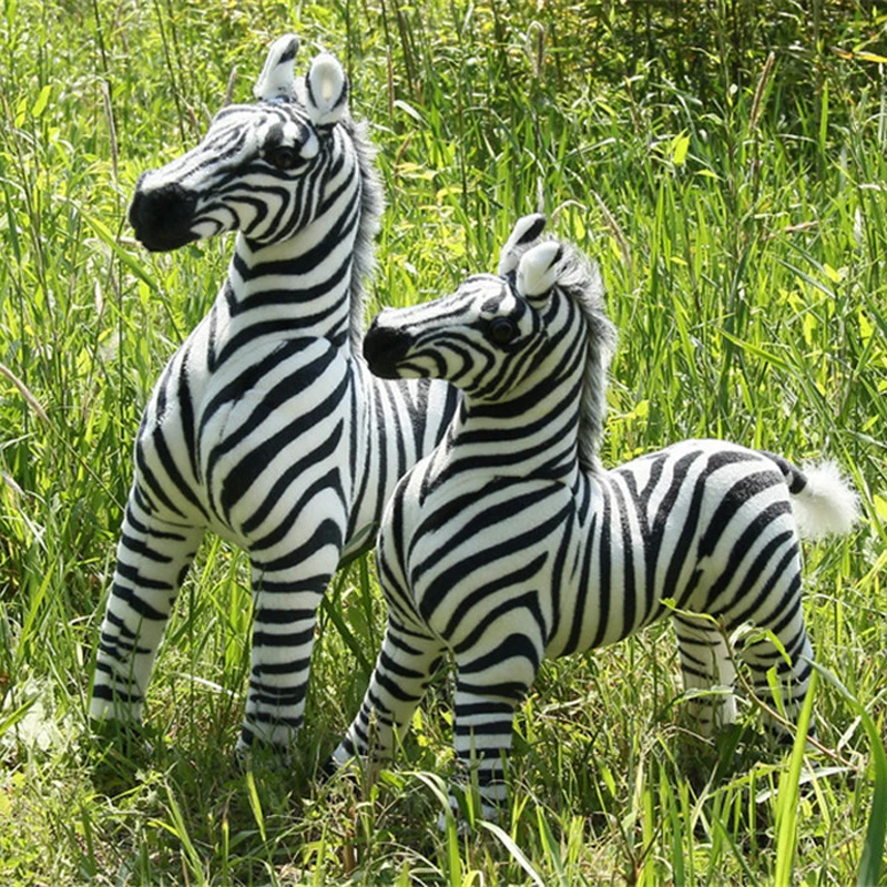 zebra7