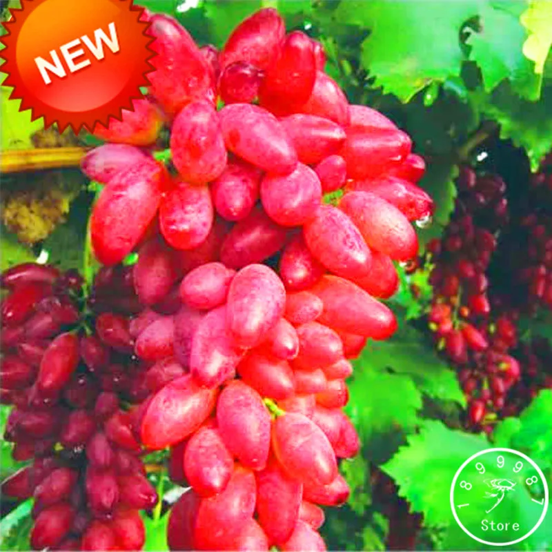 

Hot Sale!100 PCS/Lot Rare Red Finger Grape bonsai Advanced Fruit flores Natural Growth Grape Gardening Fruit Plants,#LGG5BV