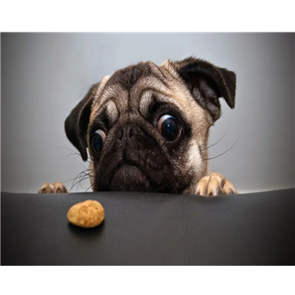 

5D DIY Diamond Embroidary Full Round Drill Mosaic Cross Stitch Lovely Dog 3D Diamond Painting kit Sticker Home Decor TY021