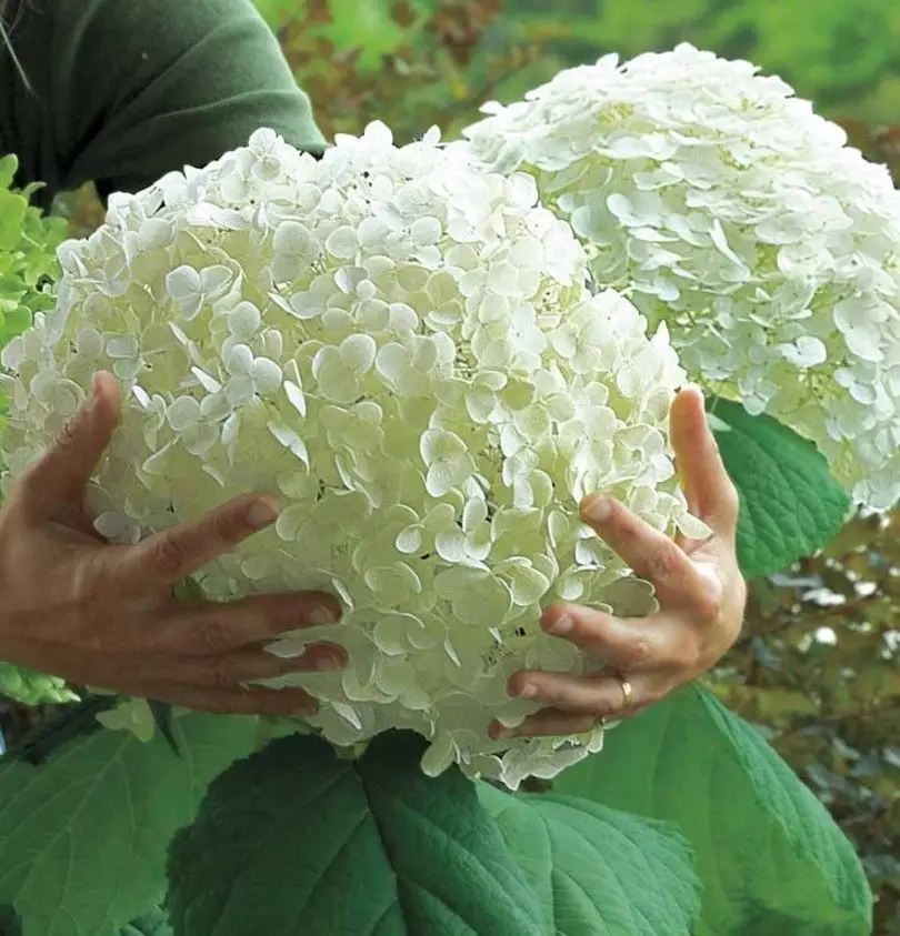 

Bonsai 30 Pcs Multiple Color Choice Hydrangea Bonsai Perennial Flower Plant Hydrangea Balcony Ornamental Garden Decoration Plant