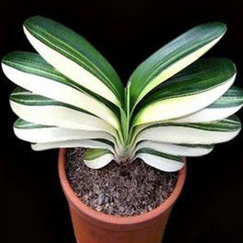 

100Pcs/Bag Clivia bonsai plant flower potted plants family garden decoration plant potted