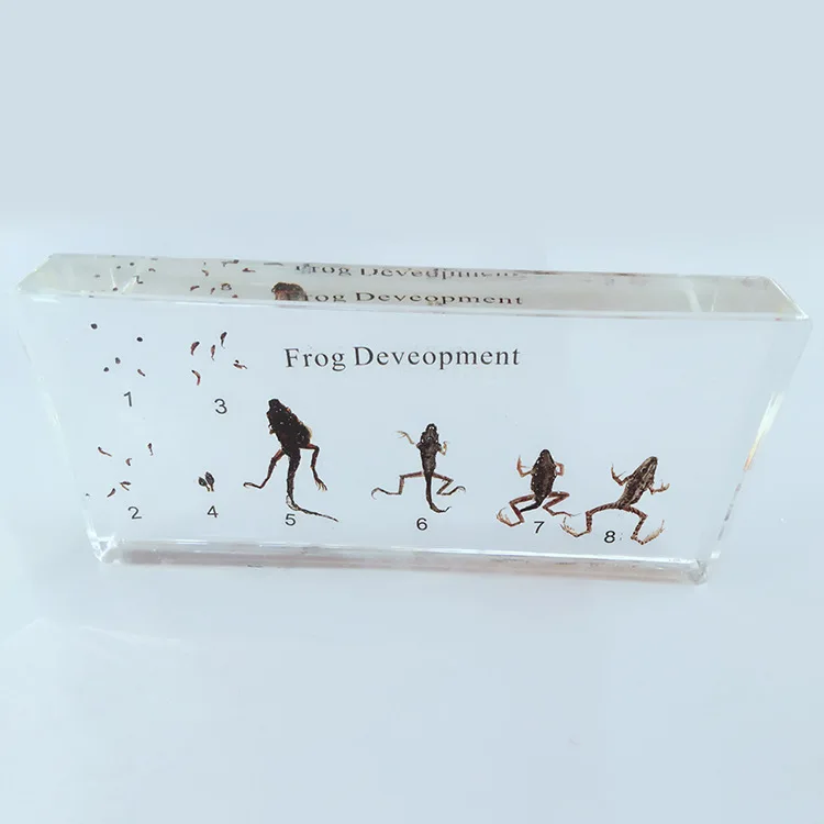 

Real Tadpole Frog Development Process Specimen Model Frog Animal Growth History Specimens Biologic Zoology Teaching Aids