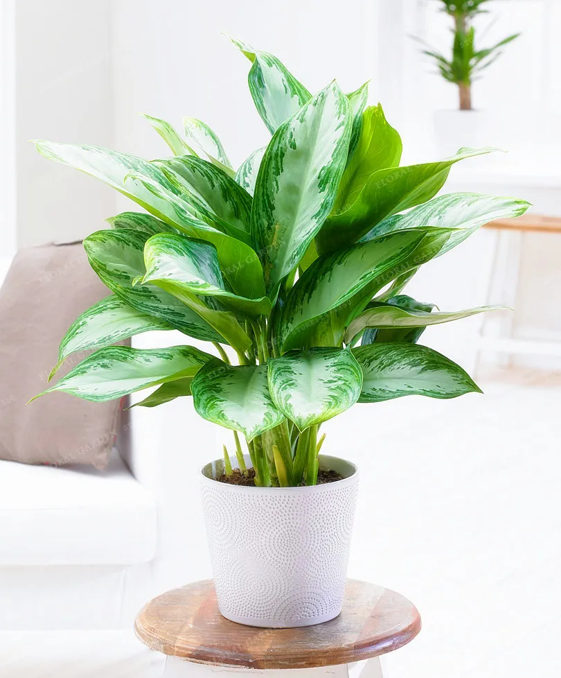 

100pcs High Quality Aglaonema spp Sansevieria Bonsai Indoor Plants Radiation Protection Bonsai Home Garden