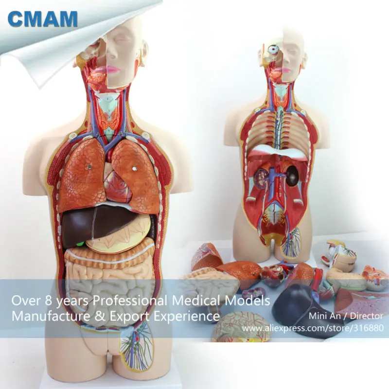 

CMAM/12013 Torso,85cm,Bisexuals,27-parts, Plastic Human Body Teaching Anatomical Model