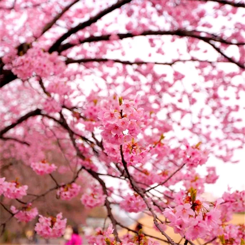 50 Pcs Pink Cherry Blossoms tree Climbing Sakura plant perenial Flower Heir...