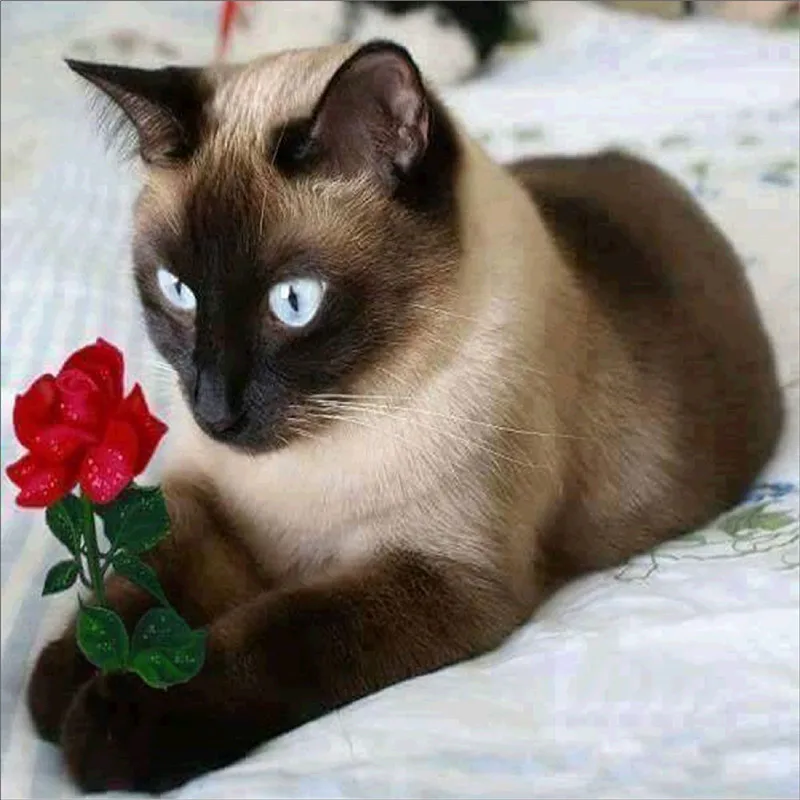 

5D DIY Diamond Painting Needlework Diamond Mosaic Diamond Embroidery Cat and flower Pattern Hobbies and Crafts Home Decor Gifts