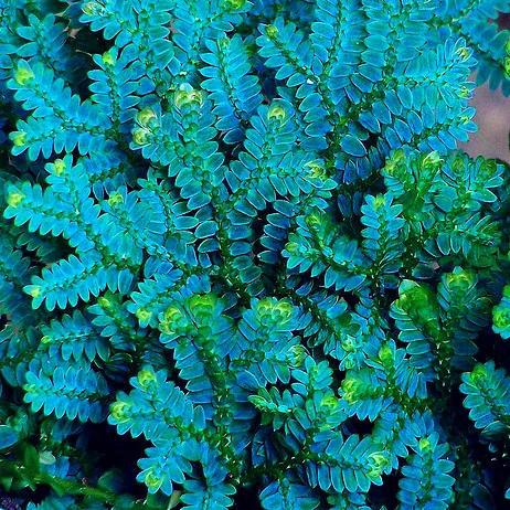 

Bonsai 50PCS Selaginella Uncinata Bonsai Indoor Plants Flowers New Arrival DIY Home Garden Flower Plant Free Shipping