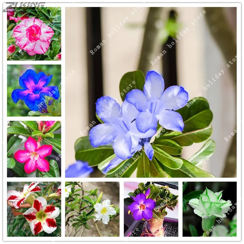 

ZLKING Adenium Obesum Colorful Petal Flower Desert Rose 2 Professional Pack Single-layer Compact Bonsai Tree Flowers