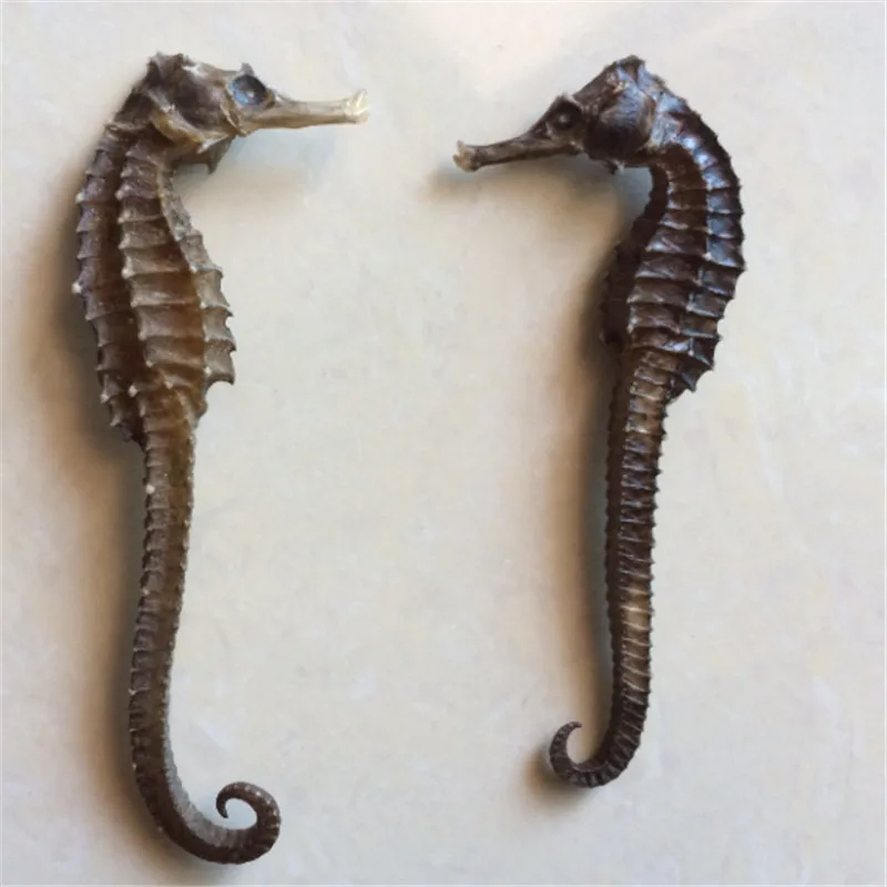 

6- 8 cm natural hippocampus specimens