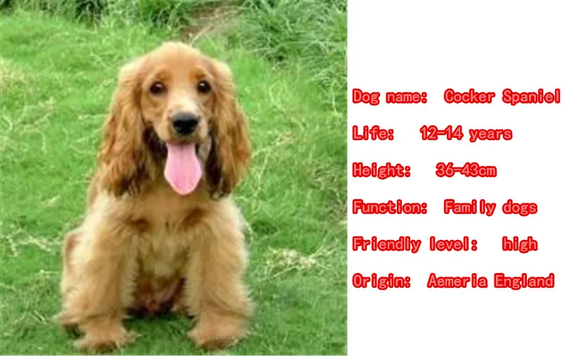 cute cocker spaniel names