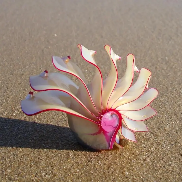 

Rose Nautilus natural conch shell ornaments gifts Home Furnishing fossil rare collection of four famous.