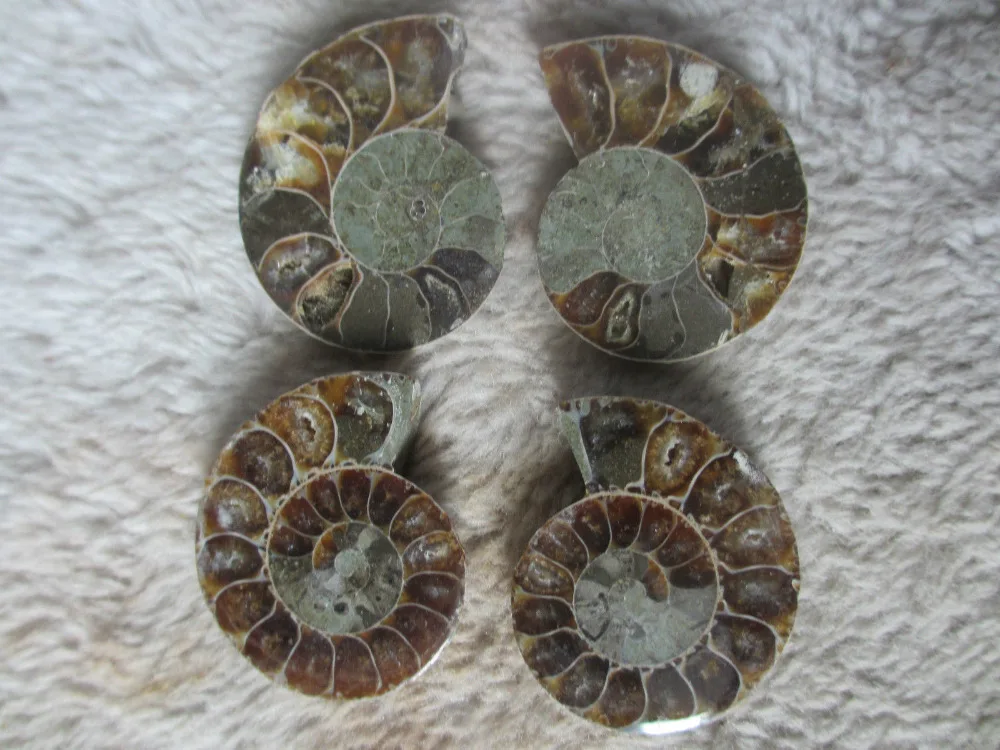 05205 1 Halves Cut Ammonite Shell Jurrassic Fossil From Madagascar | Дом и сад