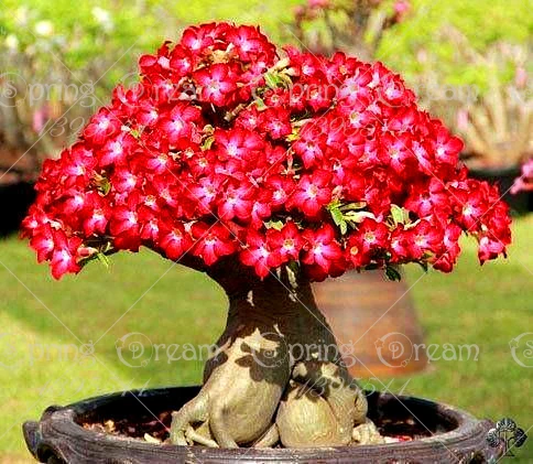 2 pcs bag desert rose flower adenium obesum bonsai flower double 2 pcs bag desert rose flower adenium obesum bonsai flower double petals potted plant for home garden 100 true in bonsai from home garden on
