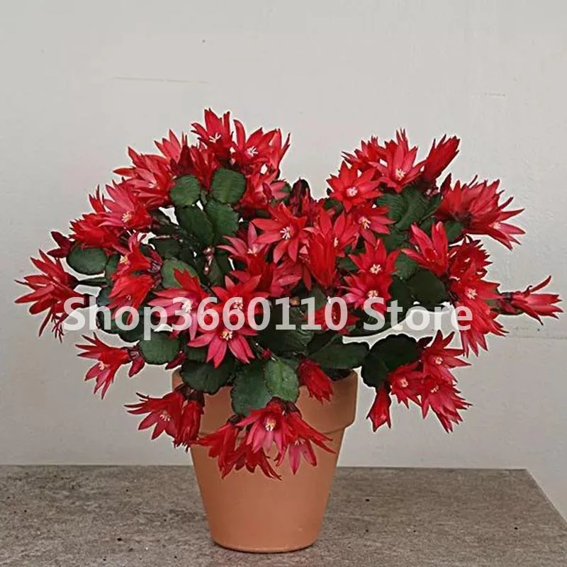 

100Pcs Mexican Hybrid Epiphyllum Flower Bonsai Rare Orchid Cactus Plant Garden Decoration Bonsai Flores Christmas Gift for Kids