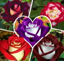 100 seeds/pack New Rose Seeds,5 Different Colors Rare Osiria Rose Heirloom Chinese Rose Flower Seeds flowers