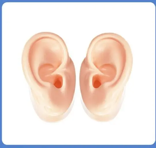 Silicone ear model soft ear model human ear model simulation human ear hearing aid display props teaching tools Silicone ear model soft ear model human ear model simulation human ear hearing aid display props teaching tools