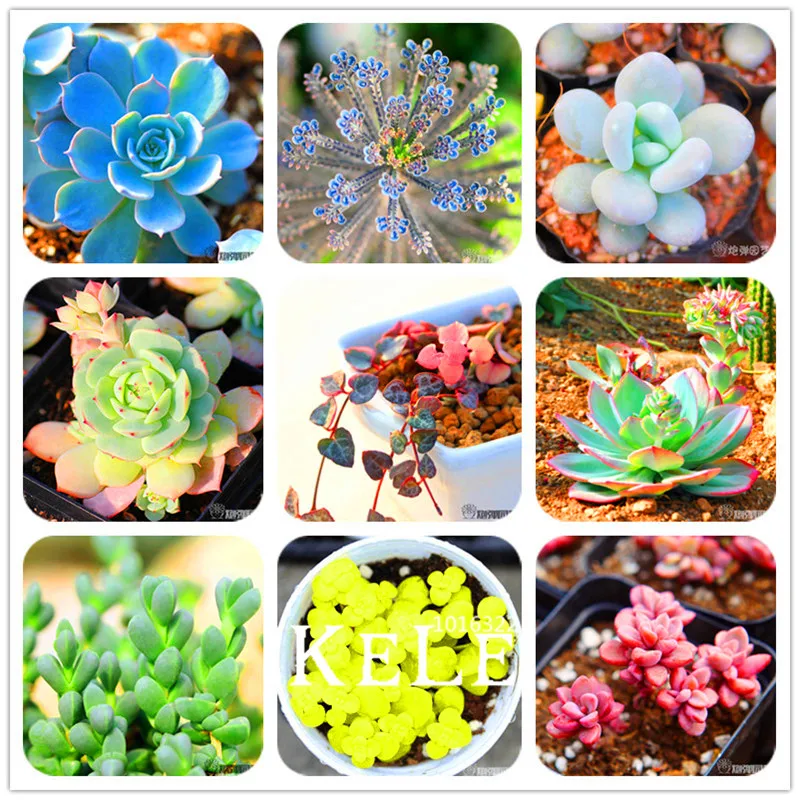 Большая Акция! 99 видов Редкие суккуленты сад Lithops Флорес Pseudotruncatella офис бонсай