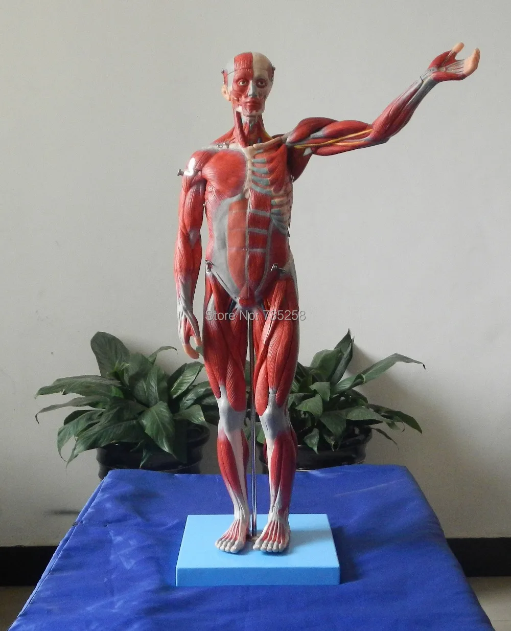 ISO Certification Body Muscles Anatomical Model,78cm Human Anatomy Model,Human Organ Anatomical Model