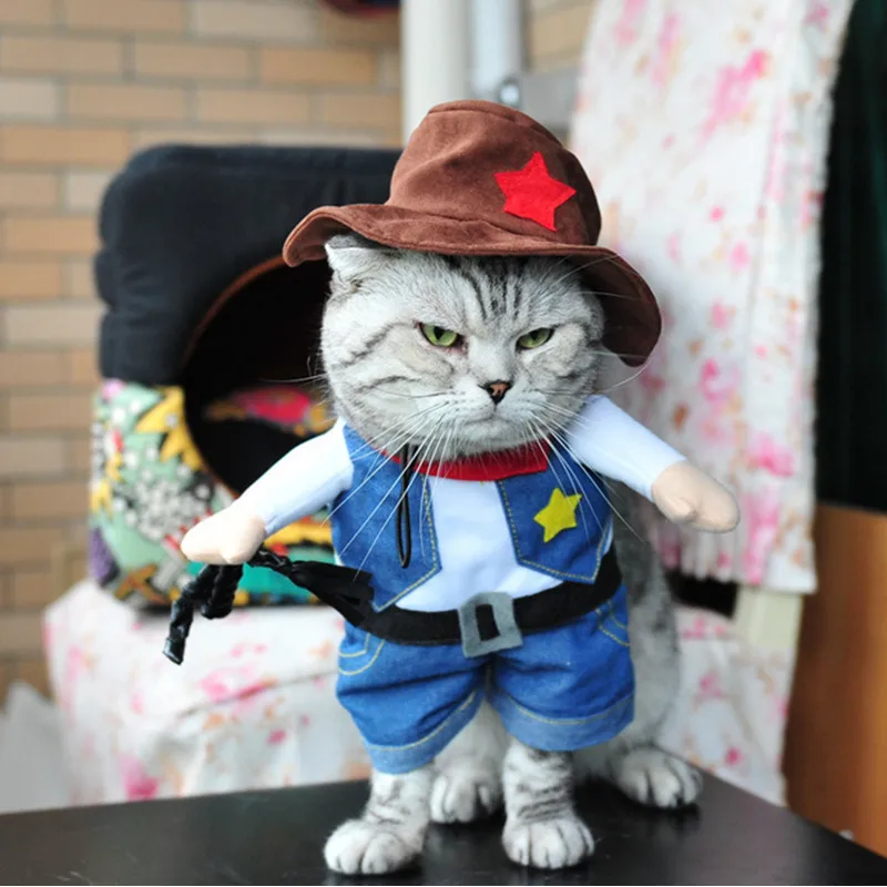 Кошка В Платье Фото