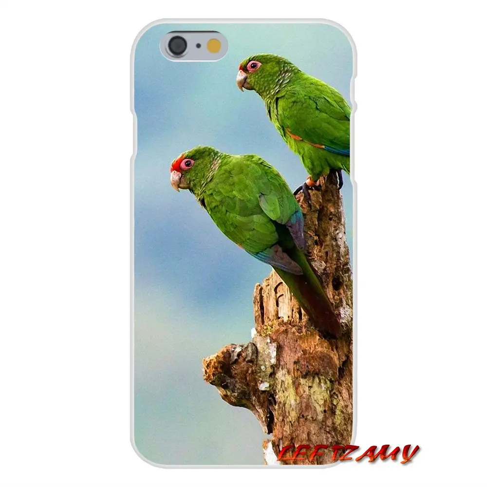 имя для зеленого попугая