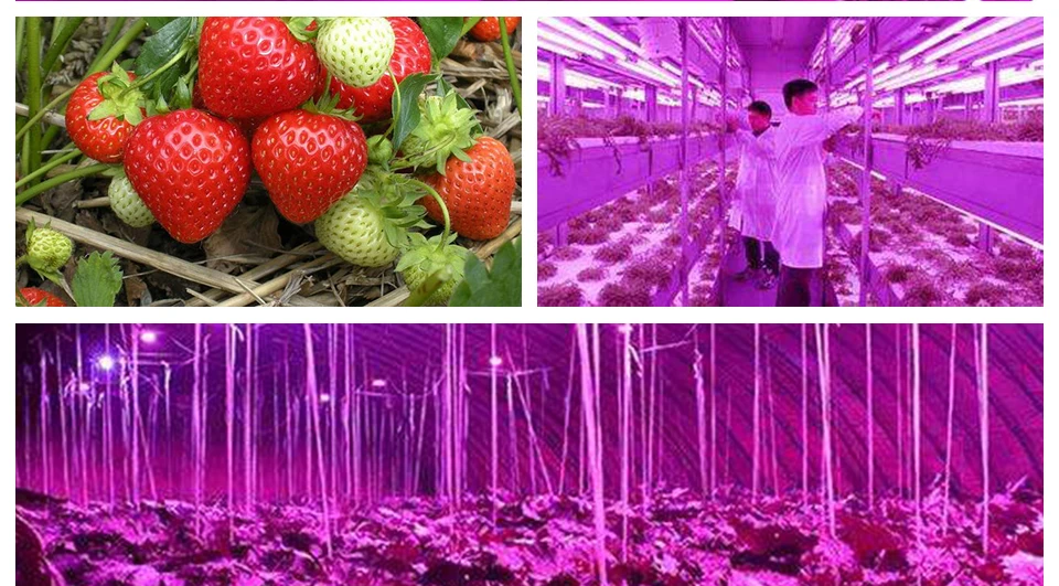 LED GROWTH LAMP (9)