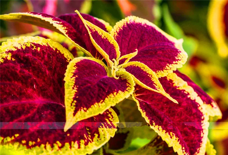 

New Fresh 100 Pcs/Bag Coleus blumei flores Rare Coleus blumei Rainbow Mix Color Flower plantas in bonsai plants-Home Garden