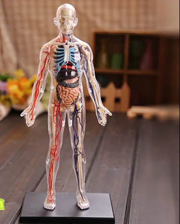 

4D Master assembled medical human anatomy transparent body anatomical model