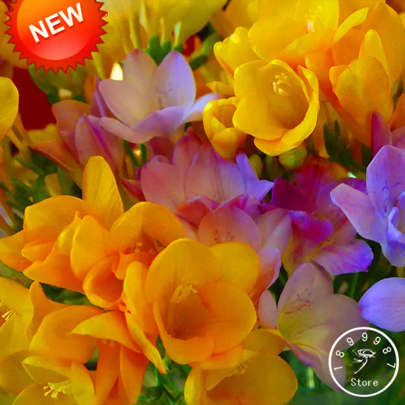 Промо-акция! желтая фрезия бонсай растения сад орхидей 100 шт./пакет,# UY406W