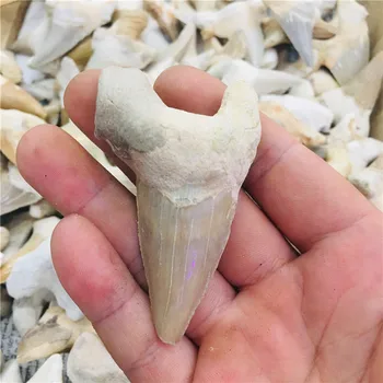 

5cm natural animal fossil shark fossil mineral specimens for collection as gift decor Pendant free shipping1pc