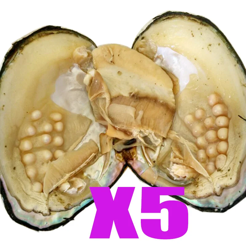 

5 pcs Vacuum Package Real Natural Pearl Oyster Big Freshwater Wish Pearl Oyster Genuine Mother of Pearl Oyster (5-10 year)ABH642