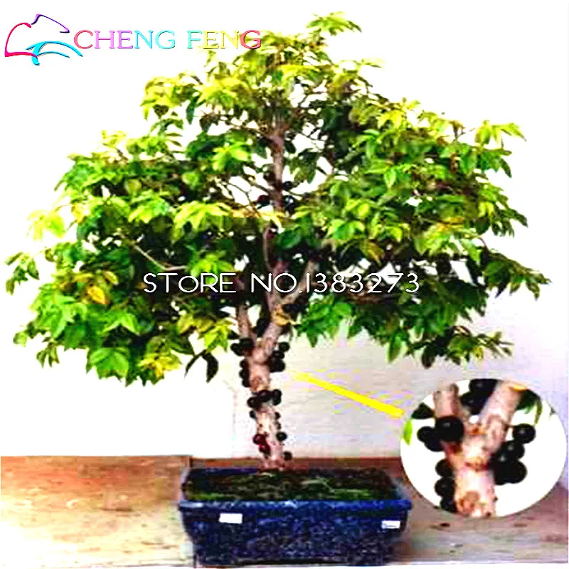Fruit bonsai Brazilian Grape Tree bonsai 20pcs Jabuticaba Fruits