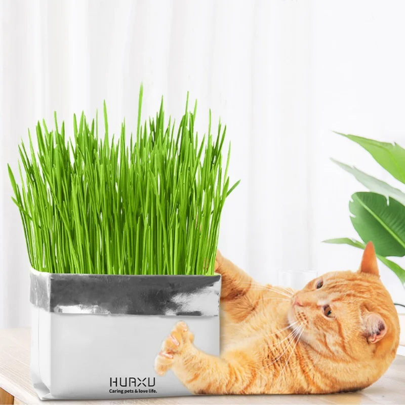 N Cat Grass Soilless Culture Kit- Seeds And Flowerpot Pet Soilless Cultivation Cat Grass To Hair Ball To Help Digest Cat Stomach