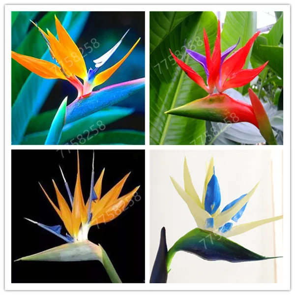 

100 pcs/bag Strelitzia flower Bonsai plants heaven bird flower perennial indoor flowering potted plants for home garden plants