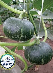 2018 Акция Топ Мода уличные растения очень легко мини сад лето Sementes Li Jing тыквы карликовые деревья шт. 10 шт. органический овощей