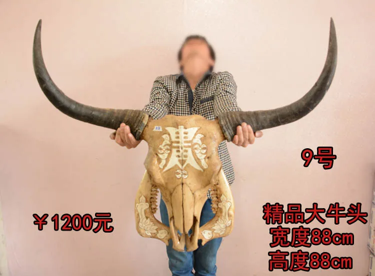 

head Arts Crafts Yak skull handicraft, genuine ox head ornament, cattle and sheep skull specimen, characteristic handicraft, ox