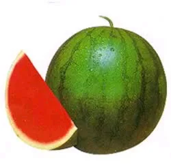 

Red bonsailess Watermelon Vegetable bonsai 10pcs/lot