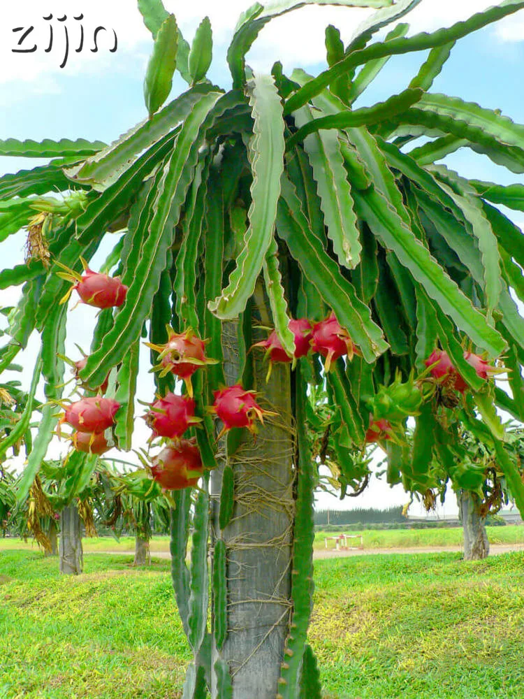 

100pcs 100% Real Dragon fruit Bonsai white and red Pitaya for home garden Non-GMO fruit tree bonsai or potted plants