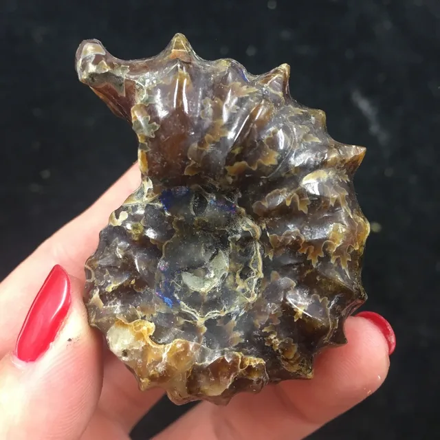 Special Price NATURAL Polished "Goat Horn" Fossil Ammonite Douvilleiceras Madagascar Special Price NATURAL Polished "Goat Horn" Fossil Ammonite Douvilleiceras Madagascar