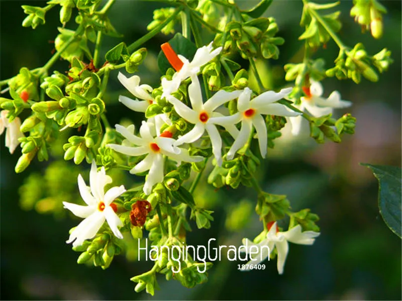 Us 0 41 51 Off 100 Pcs A Bag Promotion Night Flowering Jasmine Flores Bonsai Plantas Potted Plants Flower Plante Diy Home Garden In