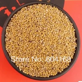 

White Mustard Seed / Mustard Seed//bai jie zi/Chinese Traditional Dry Herbs 500G Free shipping tea