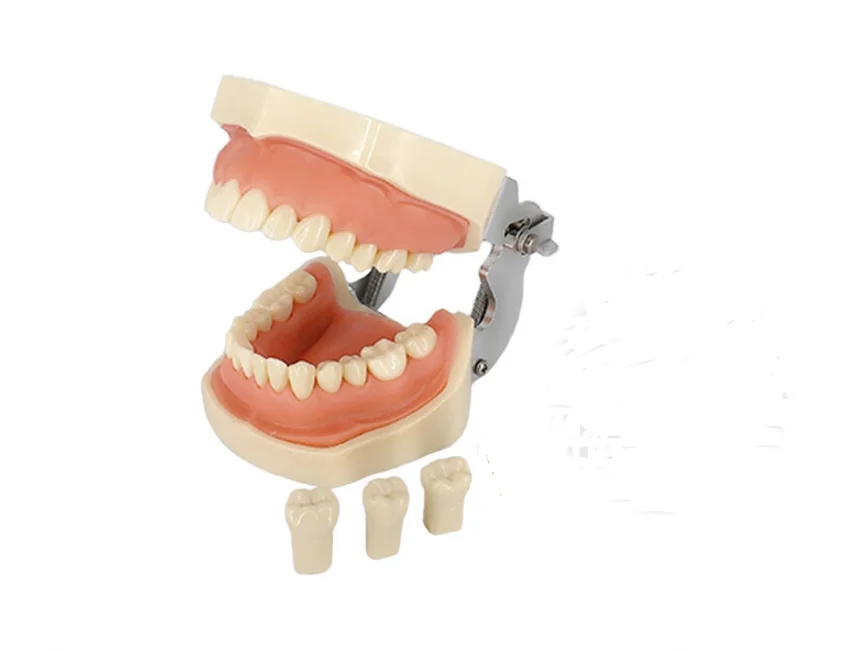 Студенческая обучающая Модель Стоматологическая фантомная головка модель силиконовая маска с 28 винтовыми фиксированными зубьями - Цвет: Teeth Molden Only