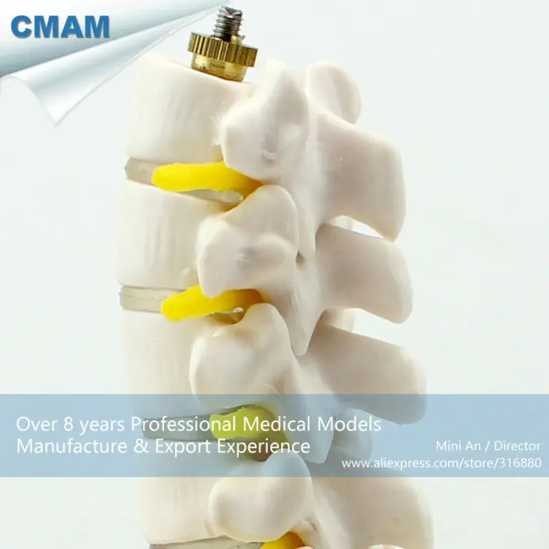 CMAM/12343 таз, мини, пластиковый таз медицинский анатомический модель человека