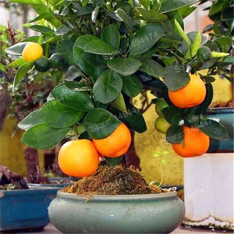 100pcs mini orange tree Plants seeds Best Seeds Online Free