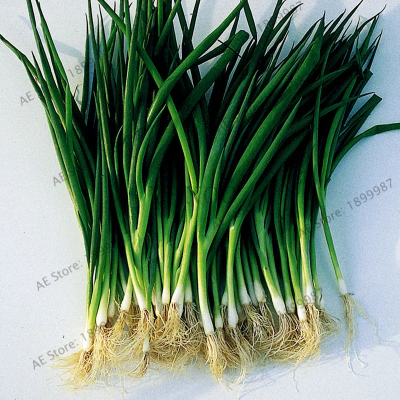 лук-батун нарезанный. лук репчатый, батун. волшебная кухня зеленый лук. зелёный лук геншие. где зеленый лук.