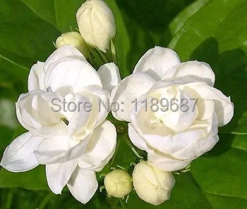 20pcs/bag white jasmine flower, fragrant plant arabian jasmine bonsai free shipping- high quality 98% Germination rate