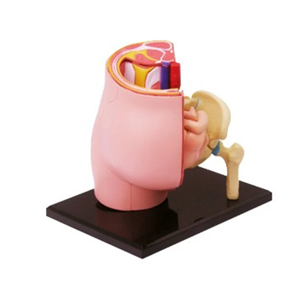 Мини модель сборки матки человека собранная анатомии подарок для детей|gifts for