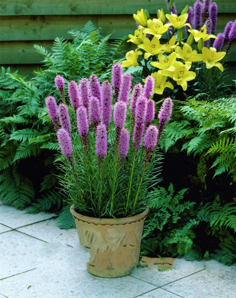 500pcs/Gayfeather (Liatris Spicata) seeds Bonsai Plant flower seeds for